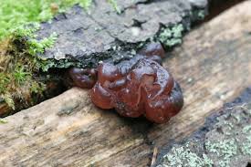 Attēlu rezultāti vaicājumam “Ascotremella faginea”