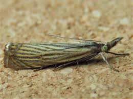 Attēlu rezultāti vaicājumam “Chrysoteuchia culmella”