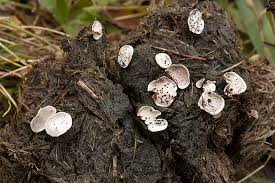 Attēlu rezultāti vaicājumam “Poronia punctata”