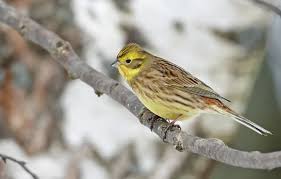Attēlu rezultāti vaicājumam “Emberiza citrinella adult”