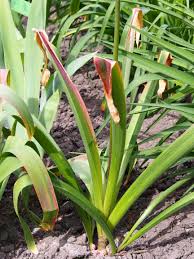 Attēlu rezultāti vaicājumam “Allium holandicum leaf”
