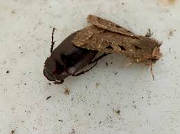 Attēlu rezultāti vaicājumam “Orthosia sp.”