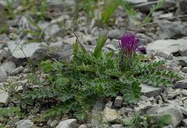 Attēlu rezultāti vaicājumam “Cirsium acaule leaf”