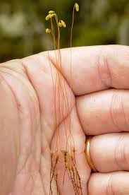 Attēlu rezultāti vaicājumam “Pohlia sphagnicola”