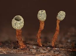 Attēlu rezultāti vaicājumam “Physarum, Nannengaella sp.”