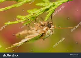 Attēlu rezultāti vaicājumam “Staurophora celsia”