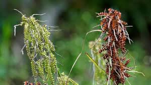 Attēlu rezultāti vaicājumam “Scirpus sylvaticus flower”