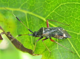 Attēlu rezultāti vaicājumam “Closterotomus biclavatus imago”