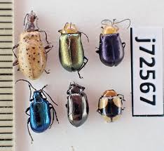 Attēlu rezultāti vaicājumam “Chrysomelidae”
