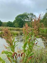 Attēlu rezultāti vaicājumam “Rumex hydrolapathum”
