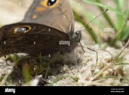 Attēlu rezultāti vaicājumam “Lasiommata maera upperside”
