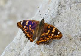 Attēlu rezultāti vaicājumam “Apatura ilia”