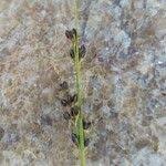 Attēlu rezultāti vaicājumam “Juncus compressus fruit”