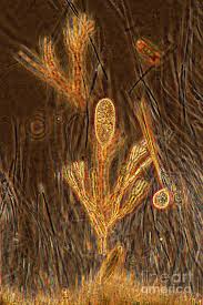 Attēlu rezultāti vaicājumam “Batrachospermum moniliforme”