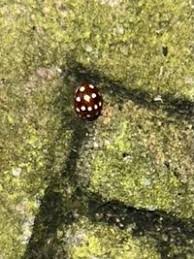 Attēlu rezultāti vaicājumam “Calvia quatuordecimguttata”