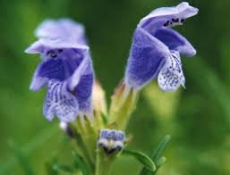 Attēlu rezultāti vaicājumam “Dracocephalum ruyschiana”