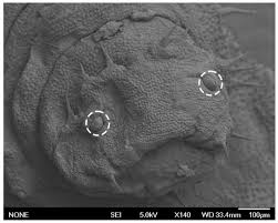 Attēlu rezultāti vaicājumam “Eupeodes nielseni”
