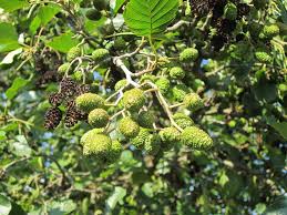 Attēlu rezultāti vaicājumam “Alnus glutinosa fruit”