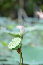 Attēlu rezultāti vaicājumam “Lotus sp. bud”