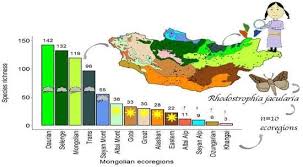Attēlu rezultāti vaicājumam “Charissa ambiguata”