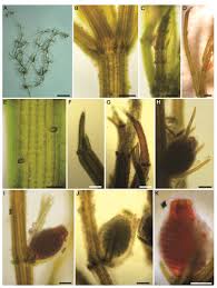 Attēlu rezultāti vaicājumam “Chara intermedia female”