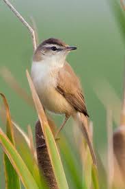 Image result for Acrocephalus agricola