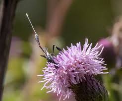 Attēlu rezultāti vaicājumam “Gasteruption jaculator imago”