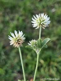 Attēlu rezultāti vaicājumam “Trifolium montanum fruit”
