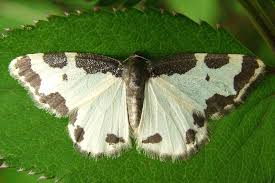 Attēlu rezultāti vaicājumam “Lomaspilis marginata”