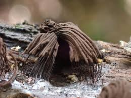 Attēlu rezultāti vaicājumam “Stemonaria irregularis”