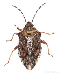 Attēlu rezultāti vaicājumam “Elasmucha ferrugata”