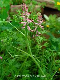 Attēlu rezultāti vaicājumam “Fumaria officinalis”