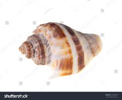 Image result for Melongena corona