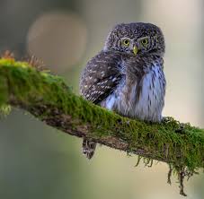 Attēlu rezultāti vaicājumam “Glaucidium passerinum adult”