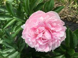 Attēlu rezultāti vaicājumam “Paeonia lactiflora”
