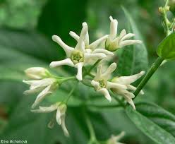 Attēlu rezultāti vaicājumam “Vincetoxicum hirundinaria”