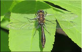 Attēlu rezultāti vaicājumam “Cordulidae”