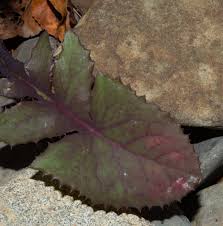 Attēlu rezultāti vaicājumam “Sonchus oleraceus leaf”