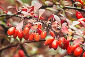 Attēlu rezultāti vaicājumam “Berberis thunbergii fruit”