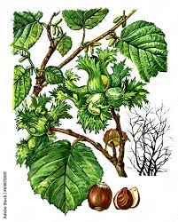 Attēlu rezultāti vaicājumam “Corylus avellana fruit”