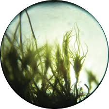 Attēlu rezultāti vaicājumam “Leptobryum pyriforme”