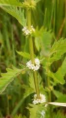 Attēlu rezultāti vaicājumam “Lycopus europaeus”