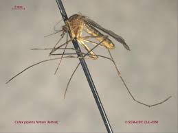 Attēlu rezultāti vaicājumam “Culex pipiens female”