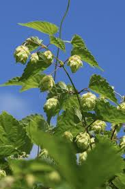 Attēlu rezultāti vaicājumam “Humulus lupulus bud”