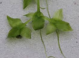 Attēlu rezultāti vaicājumam “Lemna trisulca”