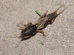 Attēlu rezultāti vaicājumam “Gryllotalpa gryllotalpa”