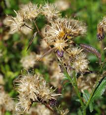 Attēlu rezultāti vaicājumam “Serratula tinctoria flower”