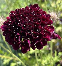 Image result for Scabiosa canescens