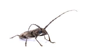 Attēlu rezultāti vaicājumam “Acanthocinus aedilis”