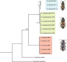 Attēlu rezultāti vaicājumam “Glischrochilus grandis”